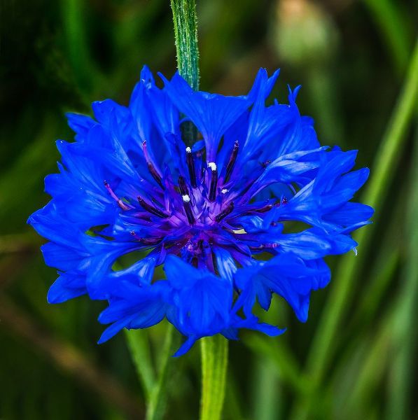 Perry, William 아티스트의 Colorful blue Bachelors Button Cornflower blooming-Native to Europe now all over the World작품입니다.